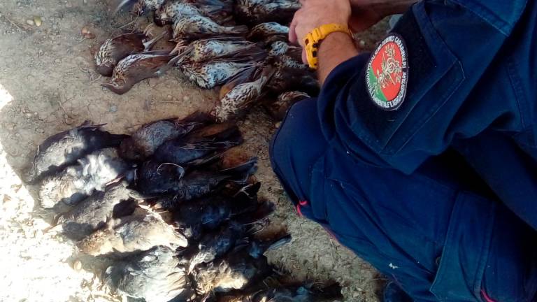 Cesena, bracconiere stende una maxi-rete per gli uccelli: scatta la denuncia - Gallery Cesena, bracconiere stende una maxi-rete per gli uccelli: scatta la denuncia - Gallery
