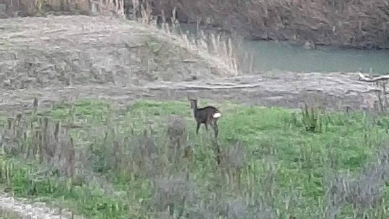 Capriolo da mesi a passeggio tra i due ponti di Cesena Capriolo da mesi a passeggio tra i due ponti di Cesena