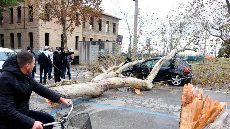 Grossa pianta crolla sull’auto in corsa e trascina i cavi della corrente. Miracolati cinque militari a bordo: andiamo ad accendere un cero Grossa pianta crolla sull’auto in corsa e trascina i cavi della corrente. Miracolati cinque militari a bordo: andiamo ad accendere un cero