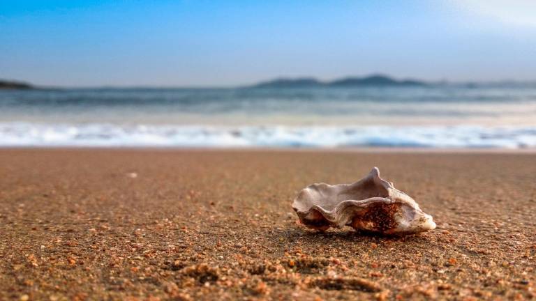 Ravenna, per difendere la costa una barriera corallina creata con le ostriche Ravenna, per difendere la costa una barriera corallina creata con le ostriche