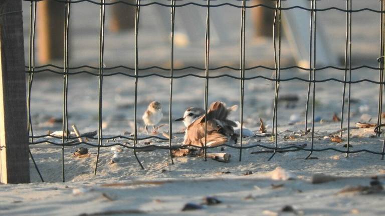 Nascono nuovi Fratini sulle spiagge ravennati Nascono nuovi Fratini sulle spiagge ravennati