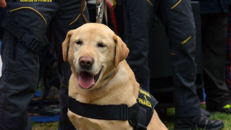 Cervia, sente odore di hashish: il fiuto del cane antidroga Bacol mette nei guai un 21enne Cervia, sente odore di hashish: il fiuto del cane antidroga Bacol mette nei guai un 21enne