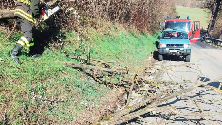 Raffiche di vento fino a 79 km/h. Rami spezzati e un albero caduto a Faenza Raffiche di vento fino a 79 km/h. Rami spezzati e un albero caduto a Faenza