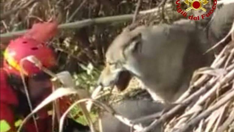 Russi, i Vigili del Fuoco salvano un cane sull'argine del fiume Lamone Russi, i Vigili del Fuoco salvano un cane sull'argine del fiume Lamone