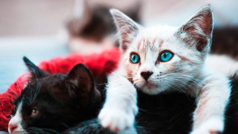 Alcuni gatti sono scomparsi da casa. C’è chi sospetta rapimenti. Presentato esposto in procura Alcuni gatti sono scomparsi da casa. C’è chi sospetta rapimenti. Presentato esposto in procura