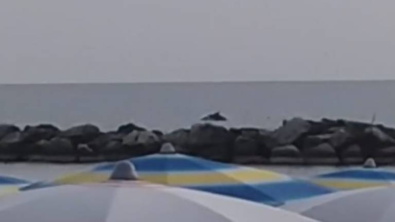 Bellaria, delfini filmati a pochi metri dalla riva. Il video Bellaria, delfini filmati a pochi metri dalla riva. Il video