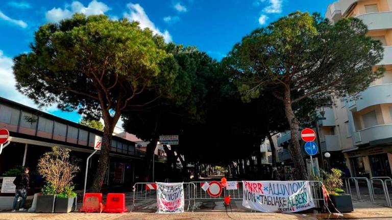 Maltempo in Romagna, i “paladini” dei pini: «Con quel vento ogni pianta a rischio, ma gli alberi che volevano abbattere sono in piedi» Maltempo in Romagna, i “paladini” dei pini: «Con quel vento ogni pianta a rischio, ma gli alberi che volevano abbattere sono in piedi»