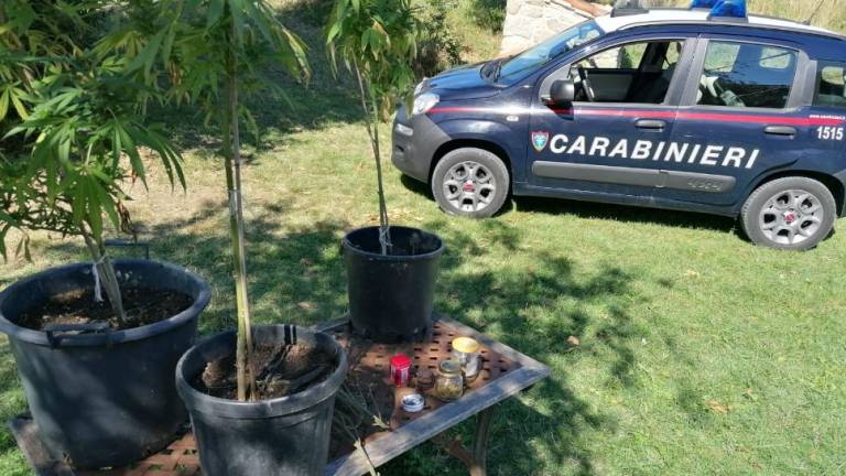 Piantagione di marijuana trovata a Sant'Agata Feltria dai carabinieri forestali Piantagione di marijuana trovata a Sant'Agata Feltria dai carabinieri forestali