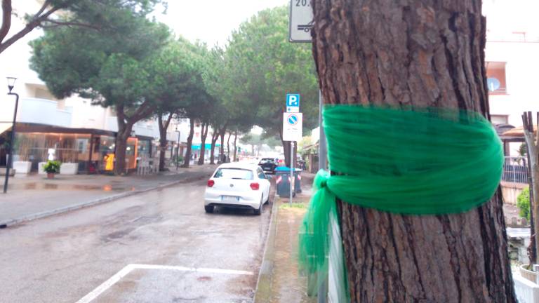 Lido di Savio, ambientalisti mobilitati contro l’abbattimento di 6 pini - Gallery Lido di Savio, ambientalisti mobilitati contro l’abbattimento di 6 pini - Gallery