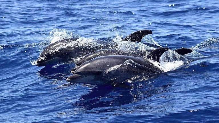 Da Rimini alle Canarie, la biologa nel paradiso dei cetacei. «Ogni anno con noi seimila persone» GALLERY