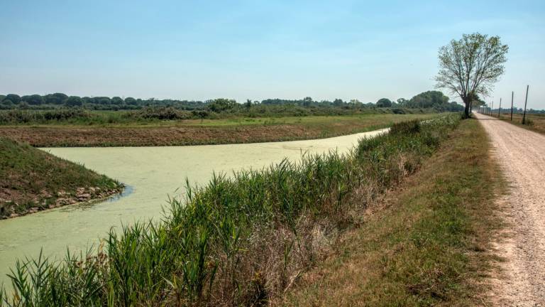 Ravenna, Ortazzo e Ortazzino: al parco delta del Po le risorse per l’acquisto Ravenna, Ortazzo e Ortazzino: al parco delta del Po le risorse per l’acquisto