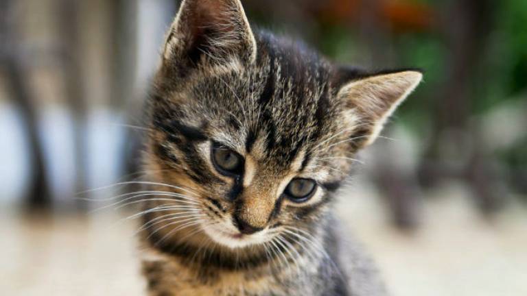 Enpa cerca balie per gattini: al via il corso per formarle Enpa cerca balie per gattini: al via il corso per formarle