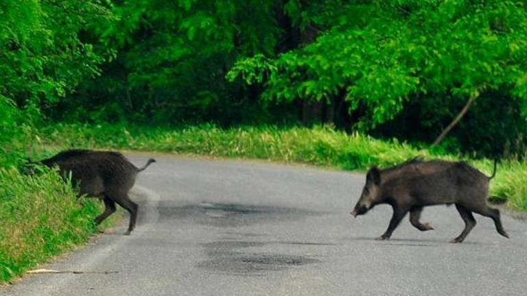 Sempre più spesso vengono visti animali, tra cui i cinghiali, attraversare le strade nel territorio romagnolo Sempre più spesso vengono visti animali, tra cui i cinghiali, attraversare le strade nel territorio romagnolo