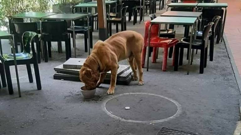Faenza, abbandona cane al tavolo di un pub: denunciata Faenza, abbandona cane al tavolo di un pub: denunciata