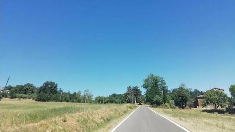 Allarme per le cavallette nella campagna di Cesena Allarme per le cavallette nella campagna di Cesena
