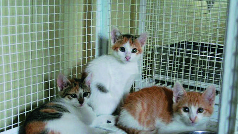 Rimini, nuova emergenza al canile. Aumentano i gatti abbandonati Rimini, nuova emergenza al canile. Aumentano i gatti abbandonati