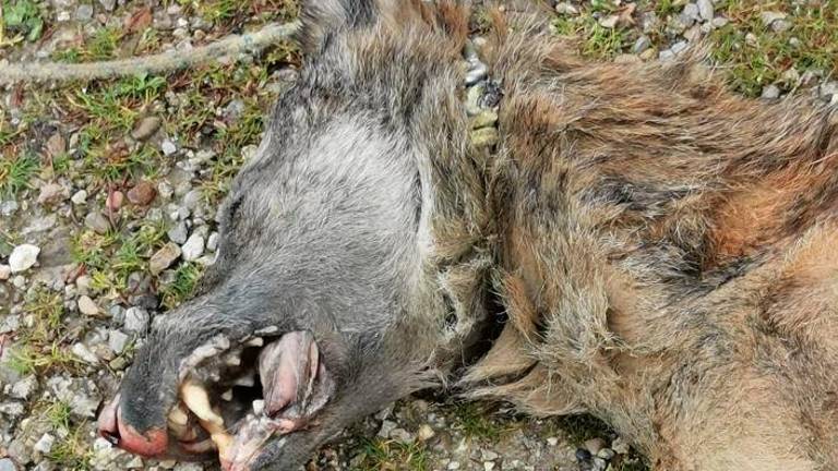 Il lupo ucciso Il lupo ucciso