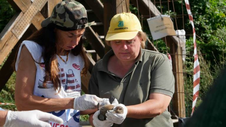 Ravenna, una corsa contro il tempo per evitare una strage di volatili alla Valle della Canna Ravenna, una corsa contro il tempo per evitare una strage di volatili alla Valle della Canna