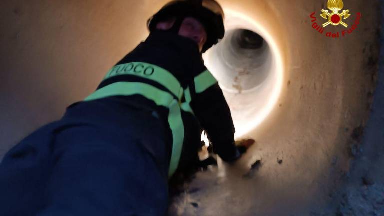 Borghi, due vitelli incastrati in un canale di scolo salvati dai vigili del fuoco Borghi, due vitelli incastrati in un canale di scolo salvati dai vigili del fuoco