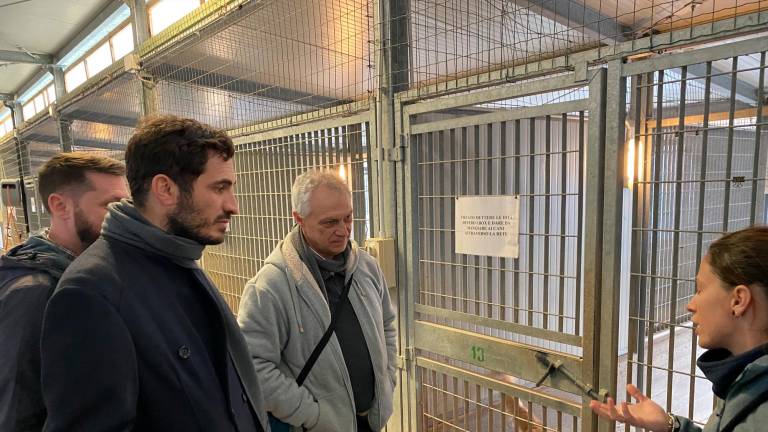 Cesena, canile di Rio Eremo: i box diventano 49 dopo i lavori di ampliamento Cesena, canile di Rio Eremo: i box diventano 49 dopo i lavori di ampliamento