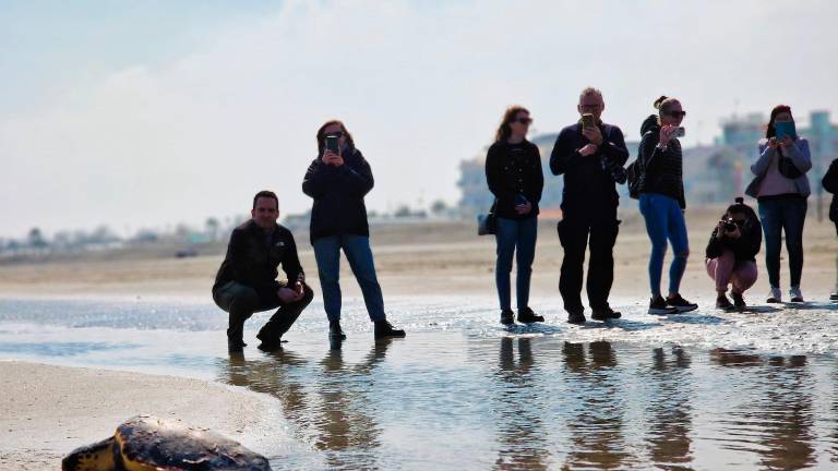 Le tartarughe Tartufo e Torrone liberate in mare dopo le cure del Centro di recupero di Riccione - VIDEO GALLERY Le tartarughe Tartufo e Torrone liberate in mare dopo le cure del Centro di recupero di Riccione - VIDEO GALLERY