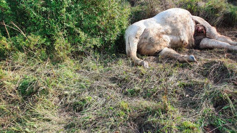 Un bovino ucciso a Montetiffi Un bovino ucciso a Montetiffi