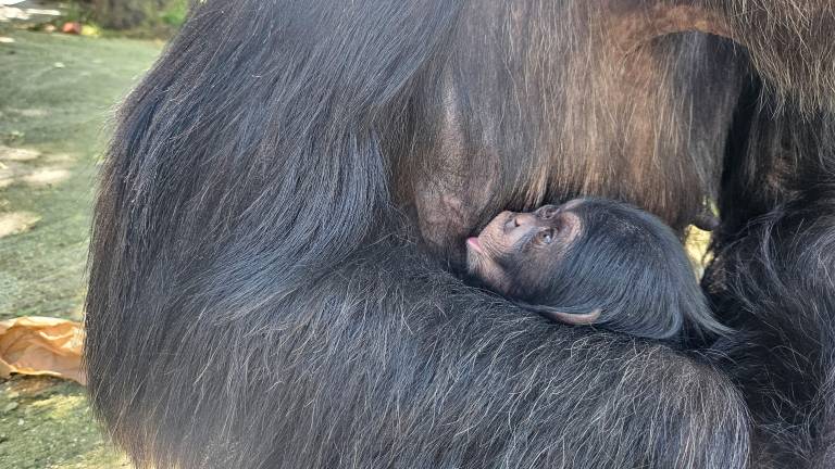 Al Safari Ravenna è nata Jane, la cucciola di scimpanzè VIDEO Al Safari Ravenna è nata Jane, la cucciola di scimpanzè VIDEO