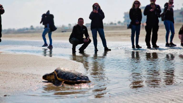 Riccione entra nel club dei “Comuni amici delle tartarughe marine” di Legambiente Riccione entra nel club dei “Comuni amici delle tartarughe marine” di Legambiente