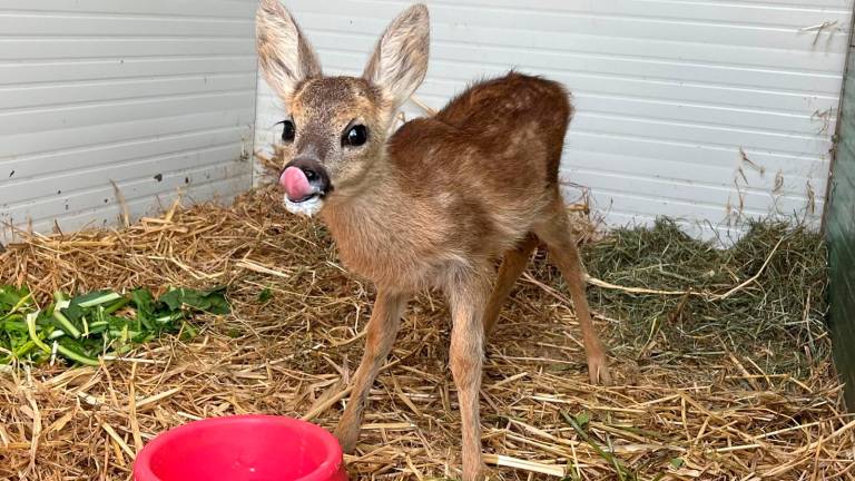 Dal piccolo tasso al cucciolo di istrice: una lunga storia di animali salvati per il Cras Rimini - Gallery Dal piccolo tasso al cucciolo di istrice: una lunga storia di animali salvati per il Cras Rimini - Gallery