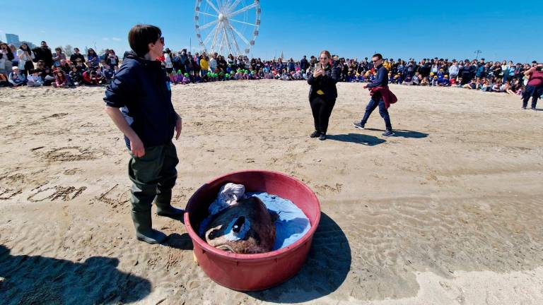 Rimini, “Giornata del Mare”: la tartaruga marina Bruno torna libera tra gli applausi degli studenti - Gallery Rimini, “Giornata del Mare”: la tartaruga marina Bruno torna libera tra gli applausi degli studenti - Gallery