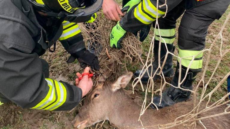 Il daino si intrappola nella rete del campo da calcio: liberato dai Vigili del Fuoco a Bagno di Romagna Il daino si intrappola nella rete del campo da calcio: liberato dai Vigili del Fuoco a Bagno di Romagna