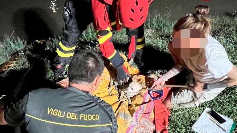 Savignano, cane finisce nel canale e non riesce a uscire: soccorso dai vigili del fuoco Savignano, cane finisce nel canale e non riesce a uscire: soccorso dai vigili del fuoco