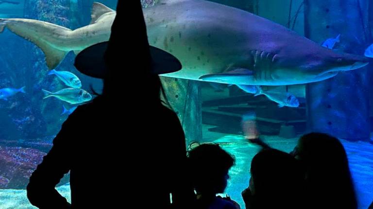 Settimana di Halloween, tutti gli appuntamenti in programma a Rimini Settimana di Halloween, tutti gli appuntamenti in programma a Rimini