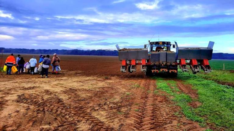 Ravenna. Le Cooperative agricole braccianti cercano 32 lavoratori per la stagione Ravenna. Le Cooperative agricole braccianti cercano 32 lavoratori per la stagione