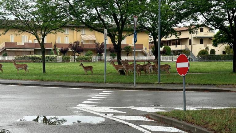 Ravenna, un branco di daini per le vie di Lido di Classe. Animali ripresi in un video diventato virale Ravenna, un branco di daini per le vie di Lido di Classe. Animali ripresi in un video diventato virale