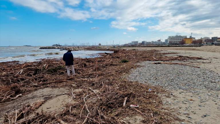 Rimini, le mareggiate portano tonnellate di legname sulla spiaggia di Rivabella VIDEO GALLERY Rimini, le mareggiate portano tonnellate di legname sulla spiaggia di Rivabella VIDEO GALLERY