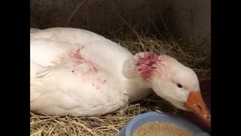 Oca picchiata a Riccione, ora sta meglio | VIDEO Oca picchiata a Riccione, ora sta meglio | VIDEO