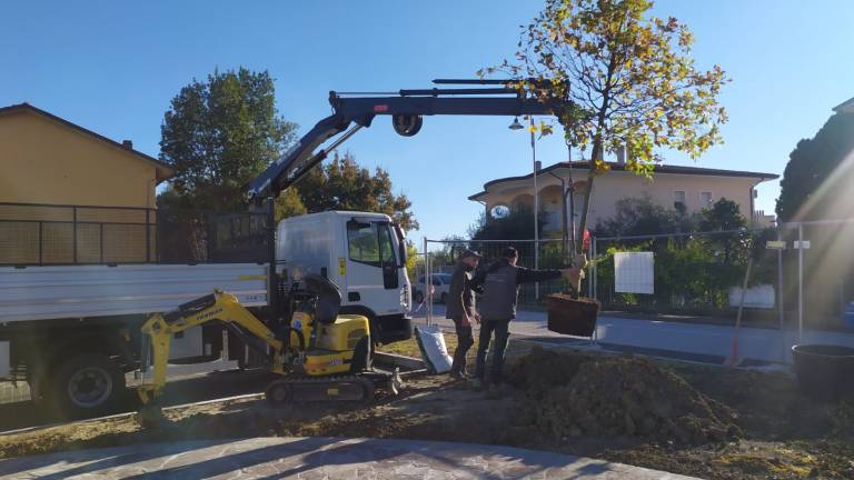 Coriano, ecco le prime piante nella nuova piazza Coriano, ecco le prime piante nella nuova piazza