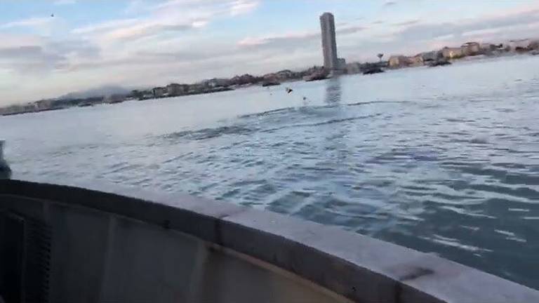 Lo spettacolo dei delfini davanti al porto di Cesenatico Lo spettacolo dei delfini davanti al porto di Cesenatico