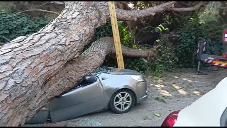 Riccione, un albero si spezza e cade su una macchina in corsa: miracolosamente illeso l’autista Riccione, un albero si spezza e cade su una macchina in corsa: miracolosamente illeso l’autista