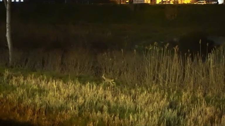 Capriolo sulle sponde del Savio in centro a Cesena - VIDEO Capriolo sulle sponde del Savio in centro a Cesena - VIDEO