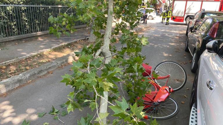 Ciclista centrata in testa da un albero in caduta a Cesenatico Ciclista centrata in testa da un albero in caduta a Cesenatico