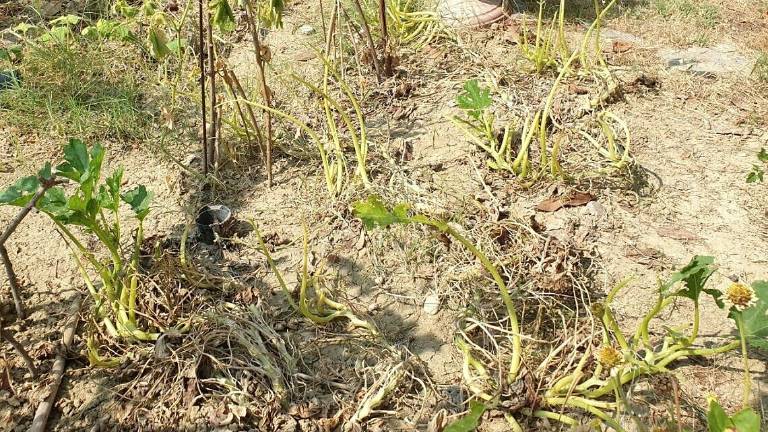 Meldola, orti devastati dall'invasione di cavallette Meldola, orti devastati dall'invasione di cavallette