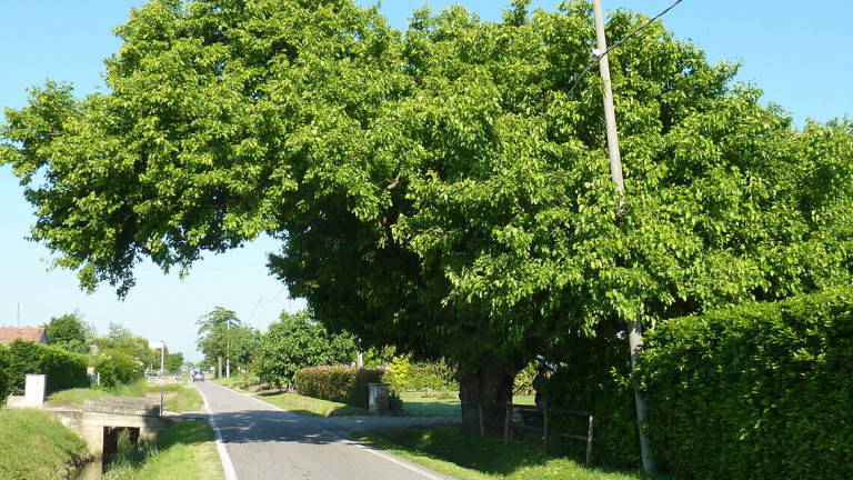 Interventi su alberi monumentali a Cesena, Forlì e Pisignano Interventi su alberi monumentali a Cesena, Forlì e Pisignano