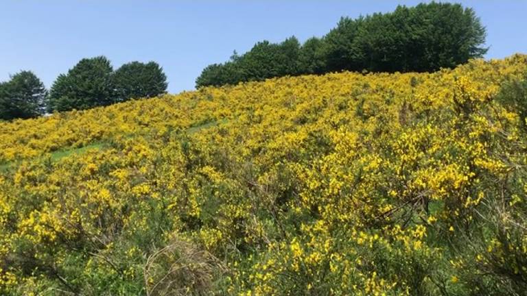 Bagno di Romagna, passeggiate di Savio Trail giovedì 22 e venerdì 23 giugno: come iscriversi Bagno di Romagna, passeggiate di Savio Trail giovedì 22 e venerdì 23 giugno: come iscriversi