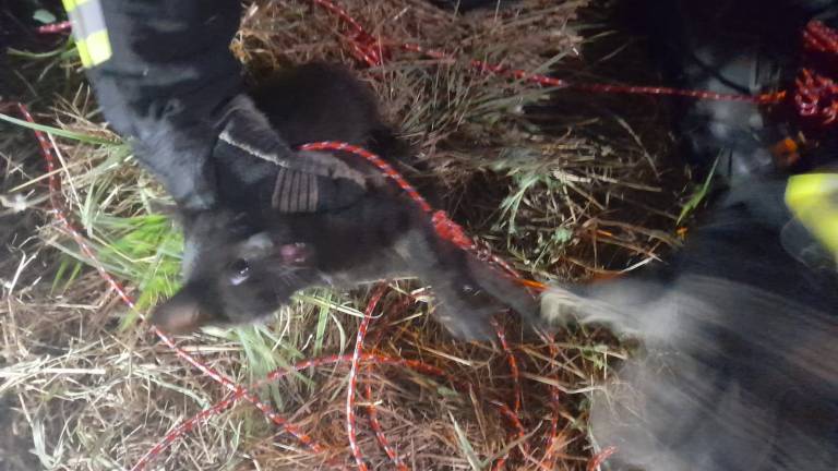 Massa Lombarda, salvato gattino finito in un tubo profondo 4 metri Massa Lombarda, salvato gattino finito in un tubo profondo 4 metri