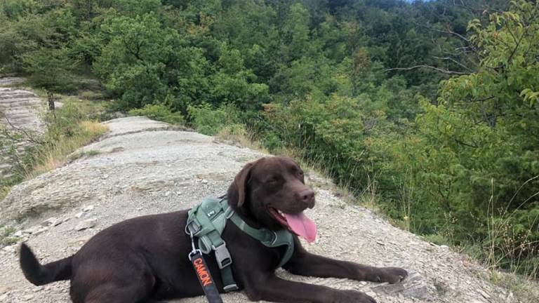 Gli rubano il cane dal giardino, disperato appello del padrone Gli rubano il cane dal giardino, disperato appello del padrone