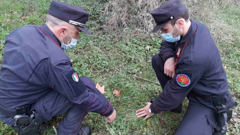 Civitella, bocconi avvelenati: denunciato 70enne Civitella, bocconi avvelenati: denunciato 70enne