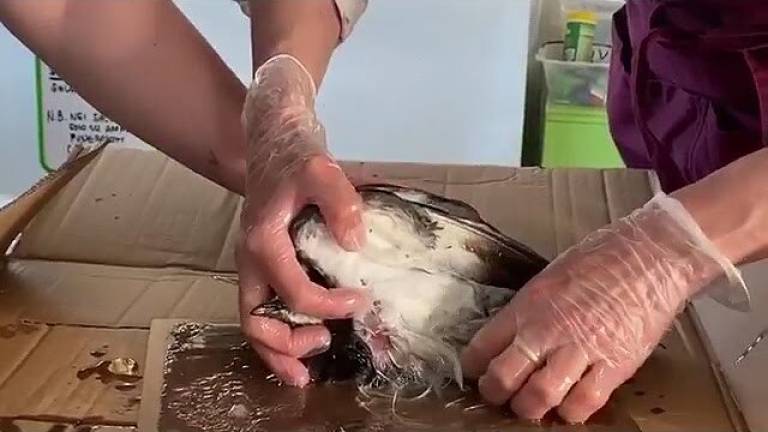 Rimini, il piccione salvato dalla trappola con la colla Rimini, il piccione salvato dalla trappola con la colla