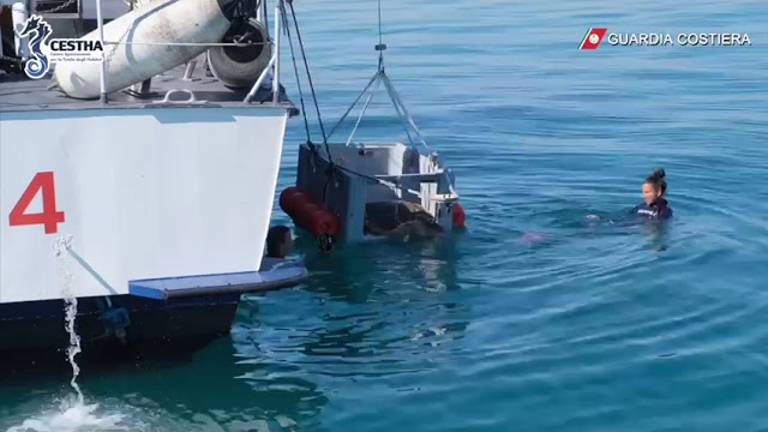 Ravenna, la tartaruga Moby Dick è salva e può tornare in mare VIDEO Ravenna, la tartaruga Moby Dick è salva e può tornare in mare VIDEO